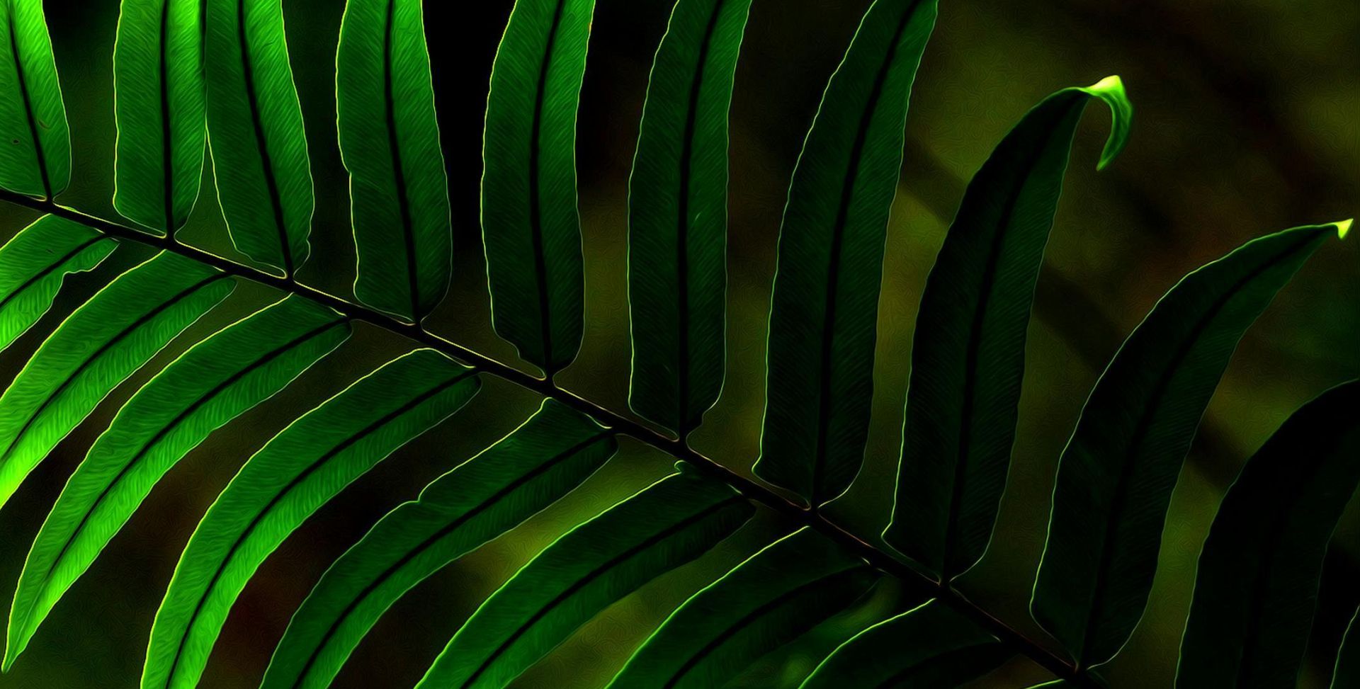 A vibrant fern leaf captured in close-up, showcasing nature's lush greenery.